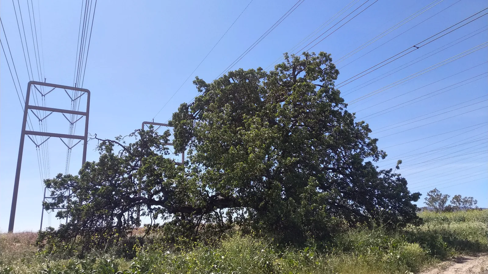 Large oak tree in an open land-management and utility corridor setting