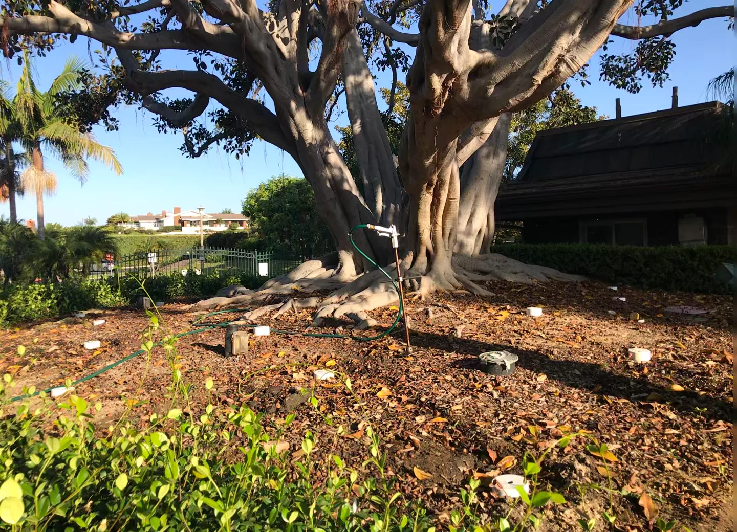 Tree professional using a root-zone inspection tool near a mature tree