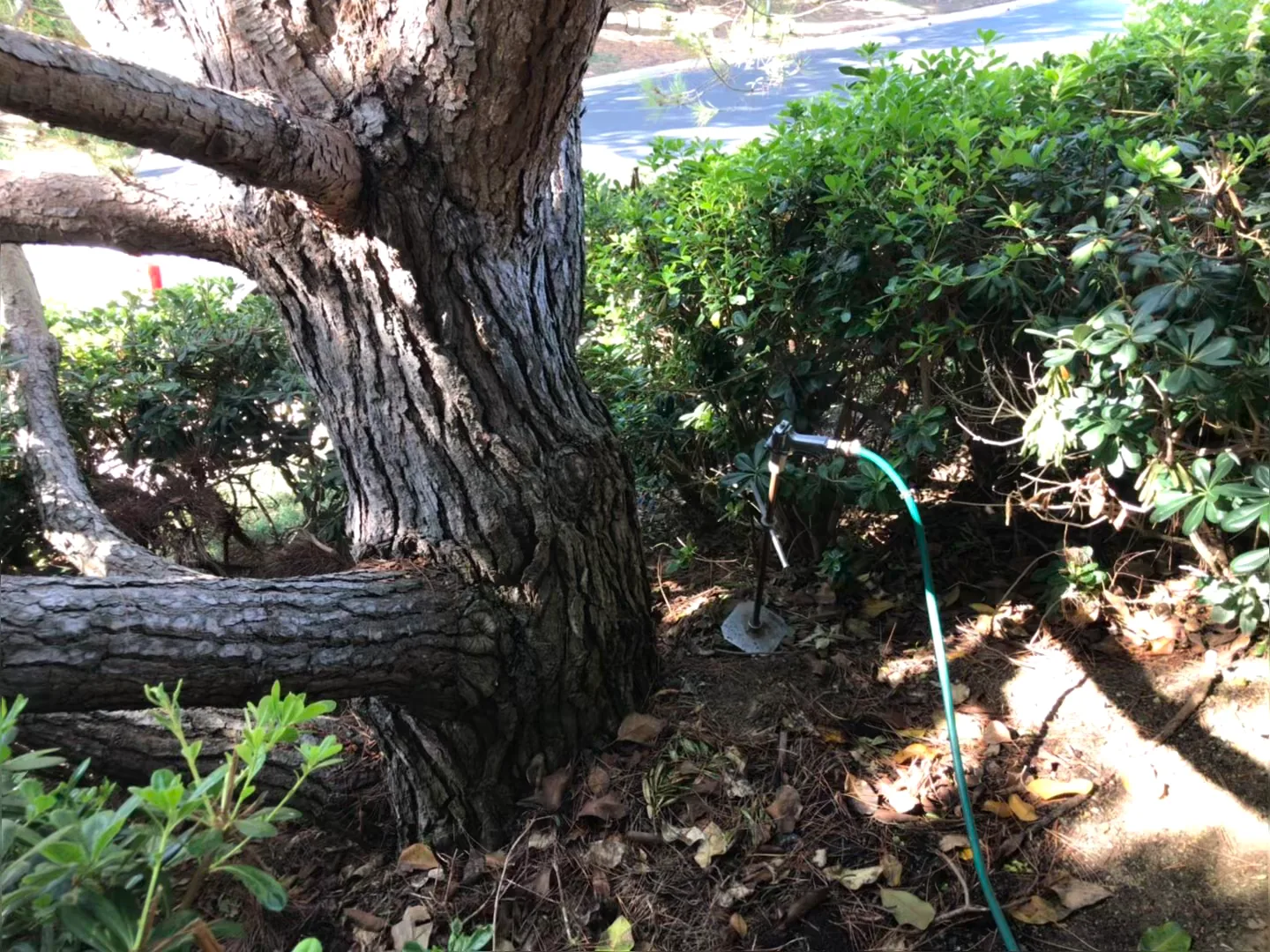 Close view of a mature tree trunk and root zone being reviewed for site and structural conditions